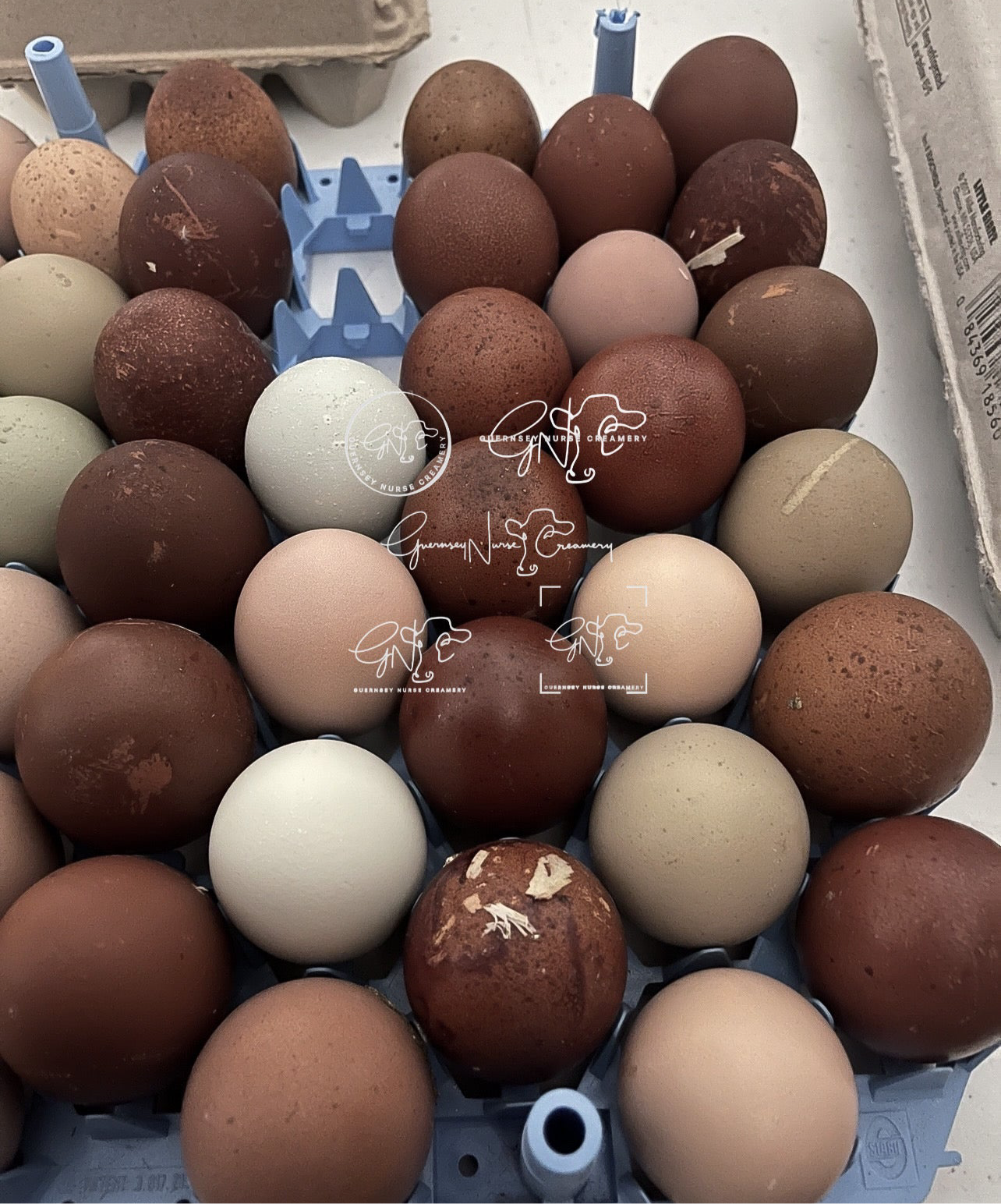 RAINBOW DOZEN (HENS CHOICE) HATCHING EGGS