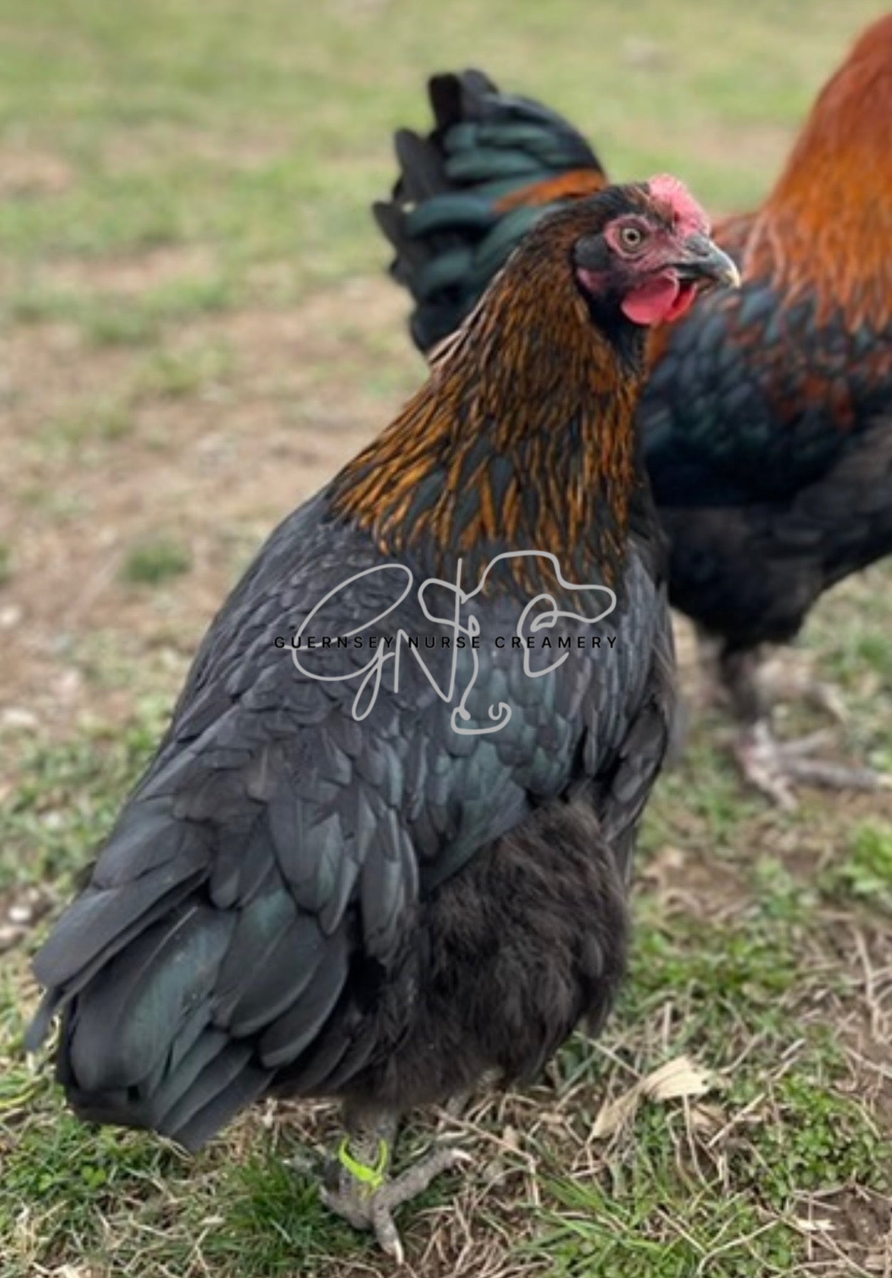 BLACK COPPER MARANS HATCHING EGGS