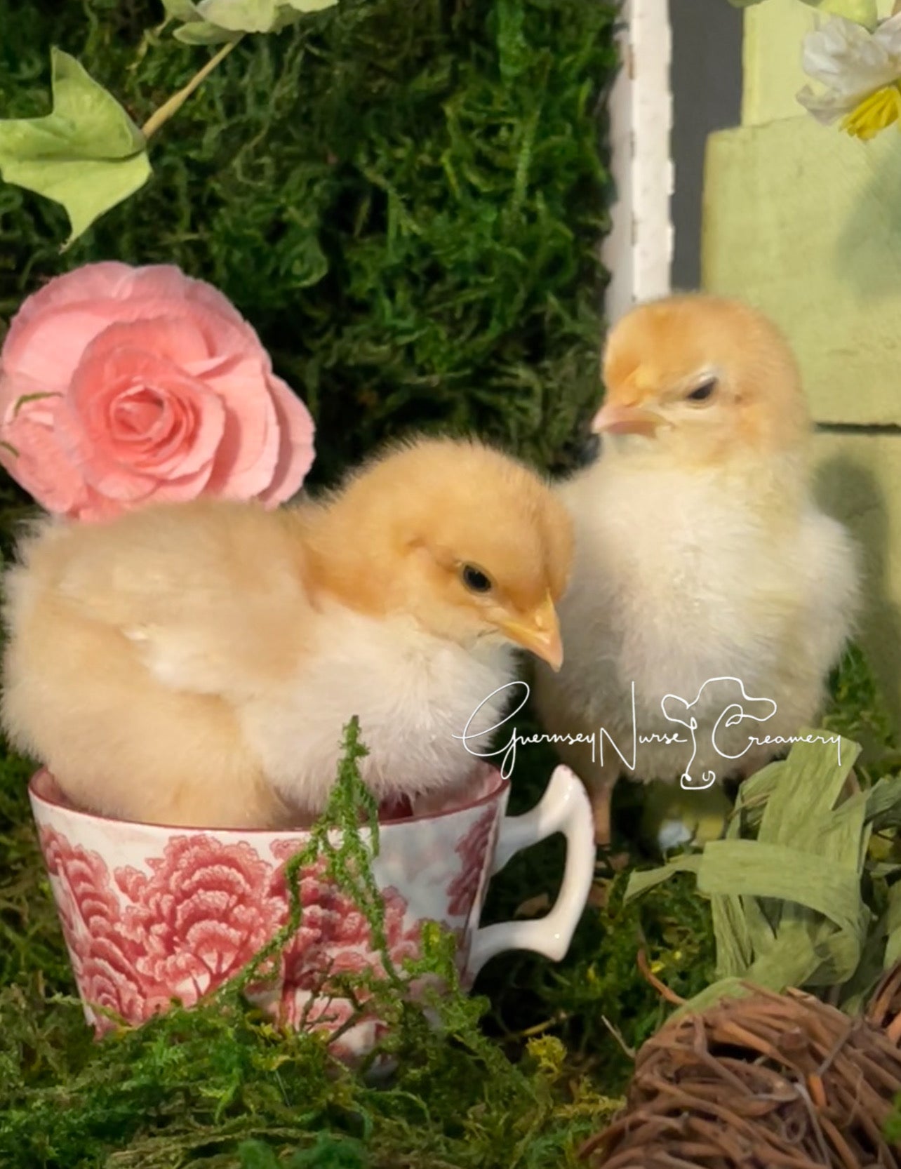 Red Mottled Pita Pinta Asturiana Hatching Eggs