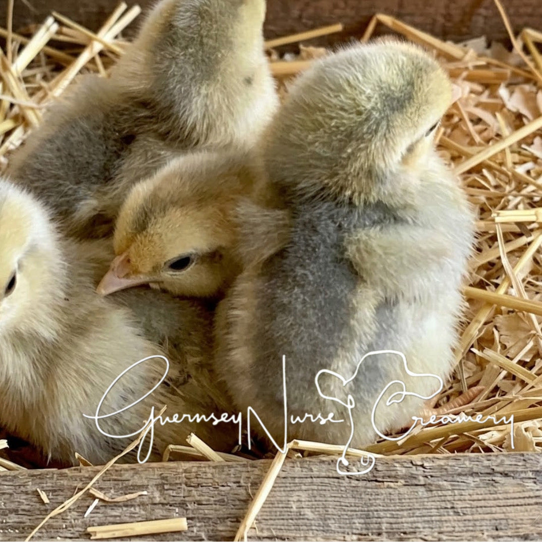 OPAL/CREAM LEGBAR HATCHING EGGS Preorder for Spring/Summer 2027