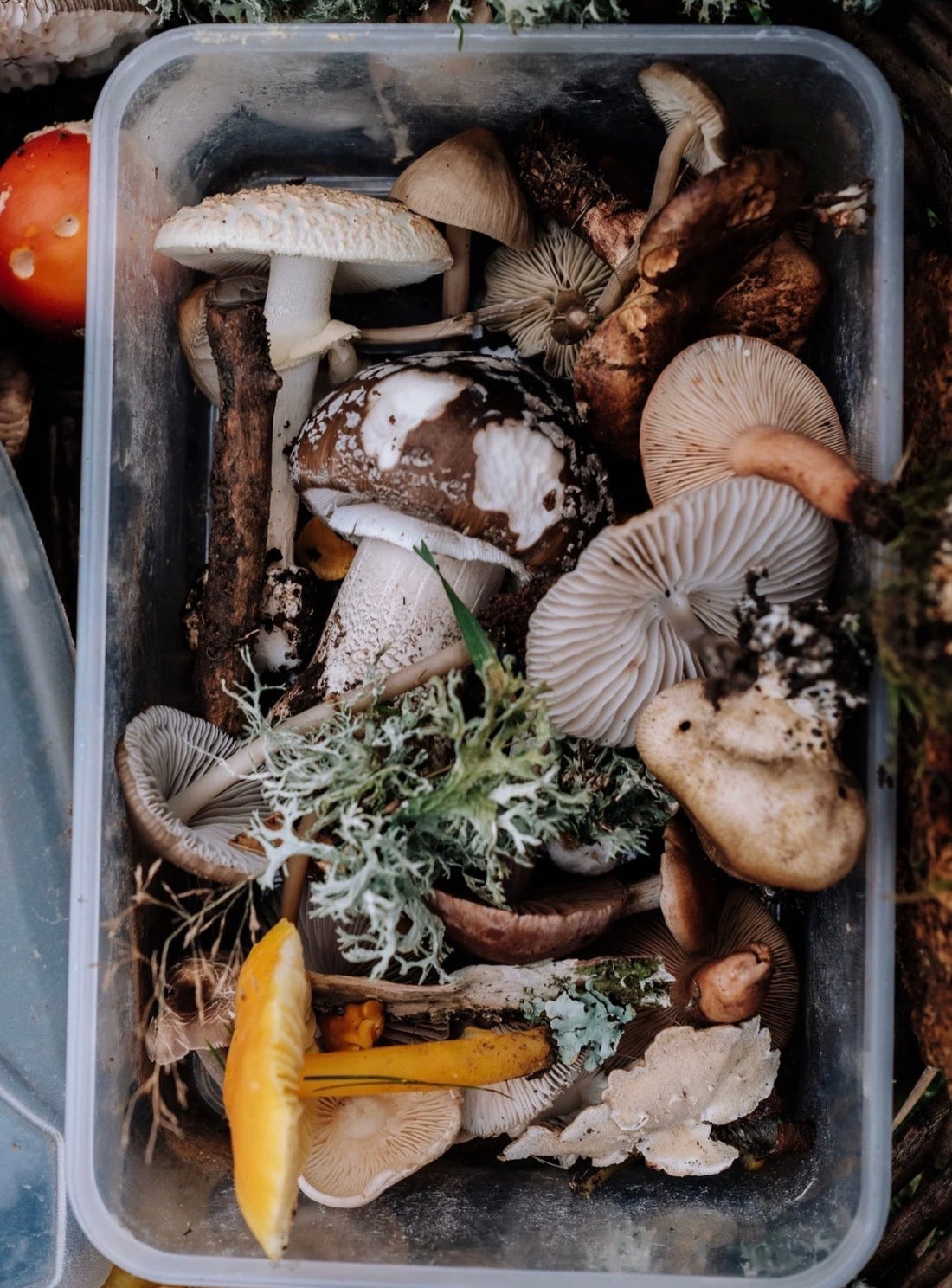 MUSHROOMS FOR KIDS