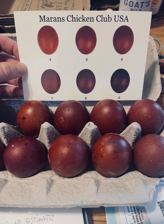 Trial and Error with Black Copper Marans