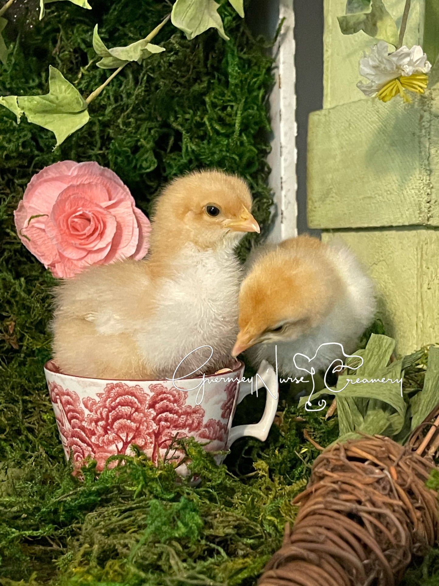 Red Mottled Pita Pinta Asturiana Hatching Eggs