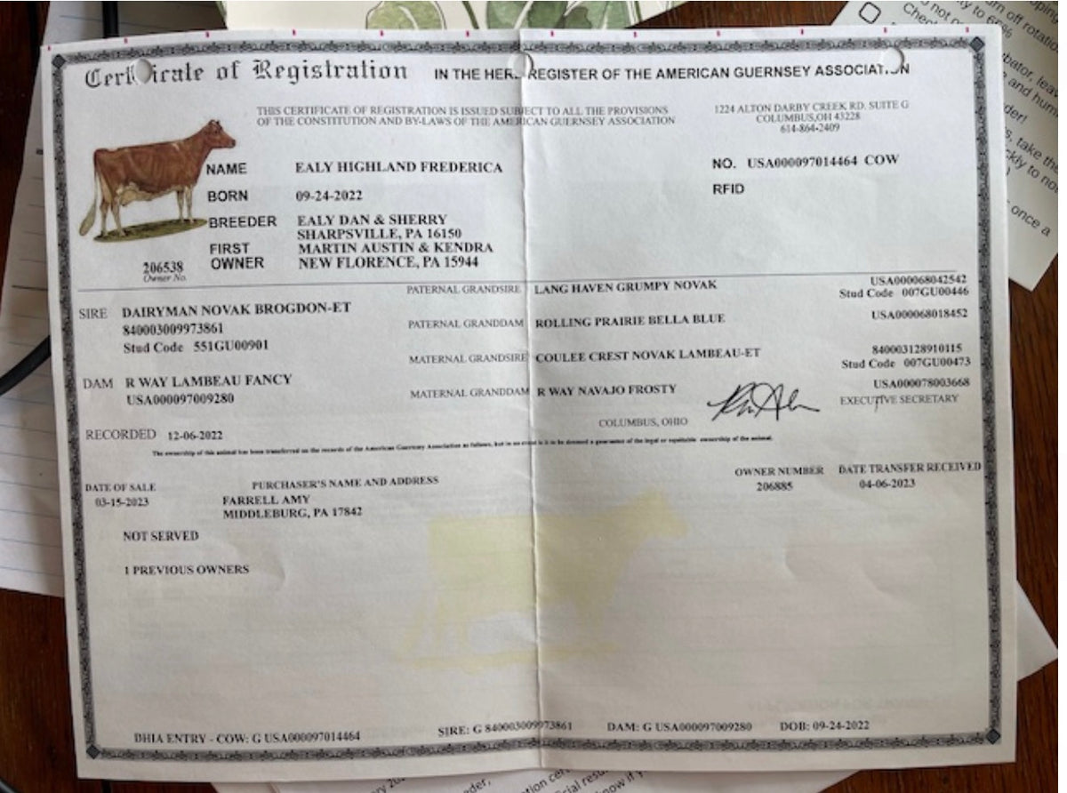 Frederica (Freddie) - Registered Guernsey Cow A2A2