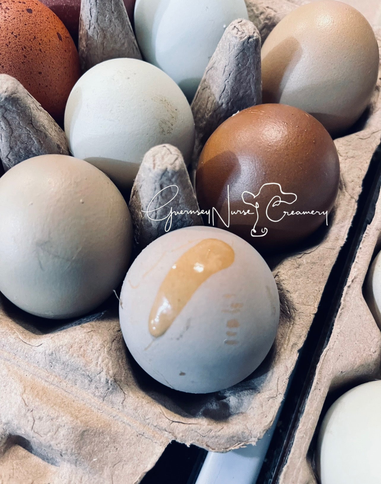 Multigenerational Olive Egger- Hatching Eggs