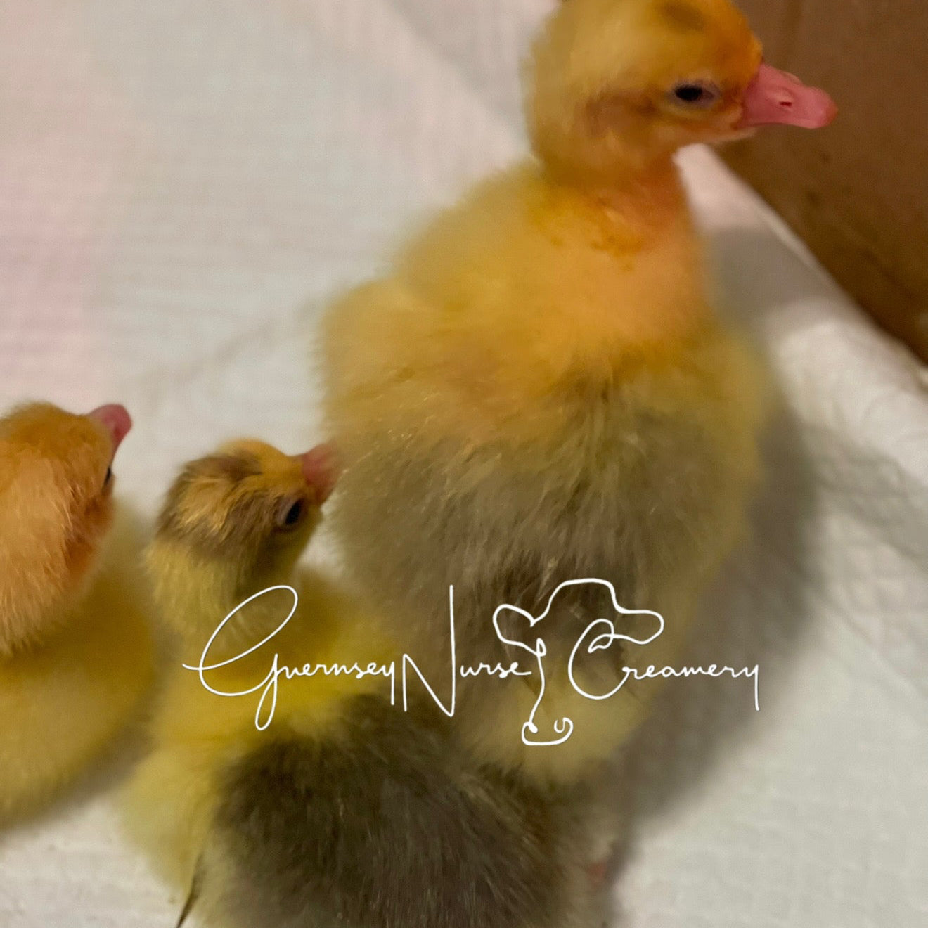 PREORDERS for SEBASTOPOL GOSLINGS ( Local Pickup Only)