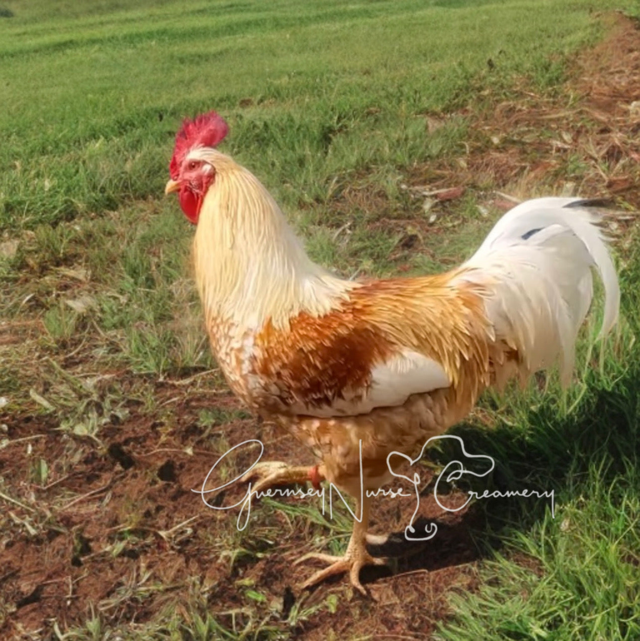 Red Mottled Pita Pinta Asturiana Hatching Eggs