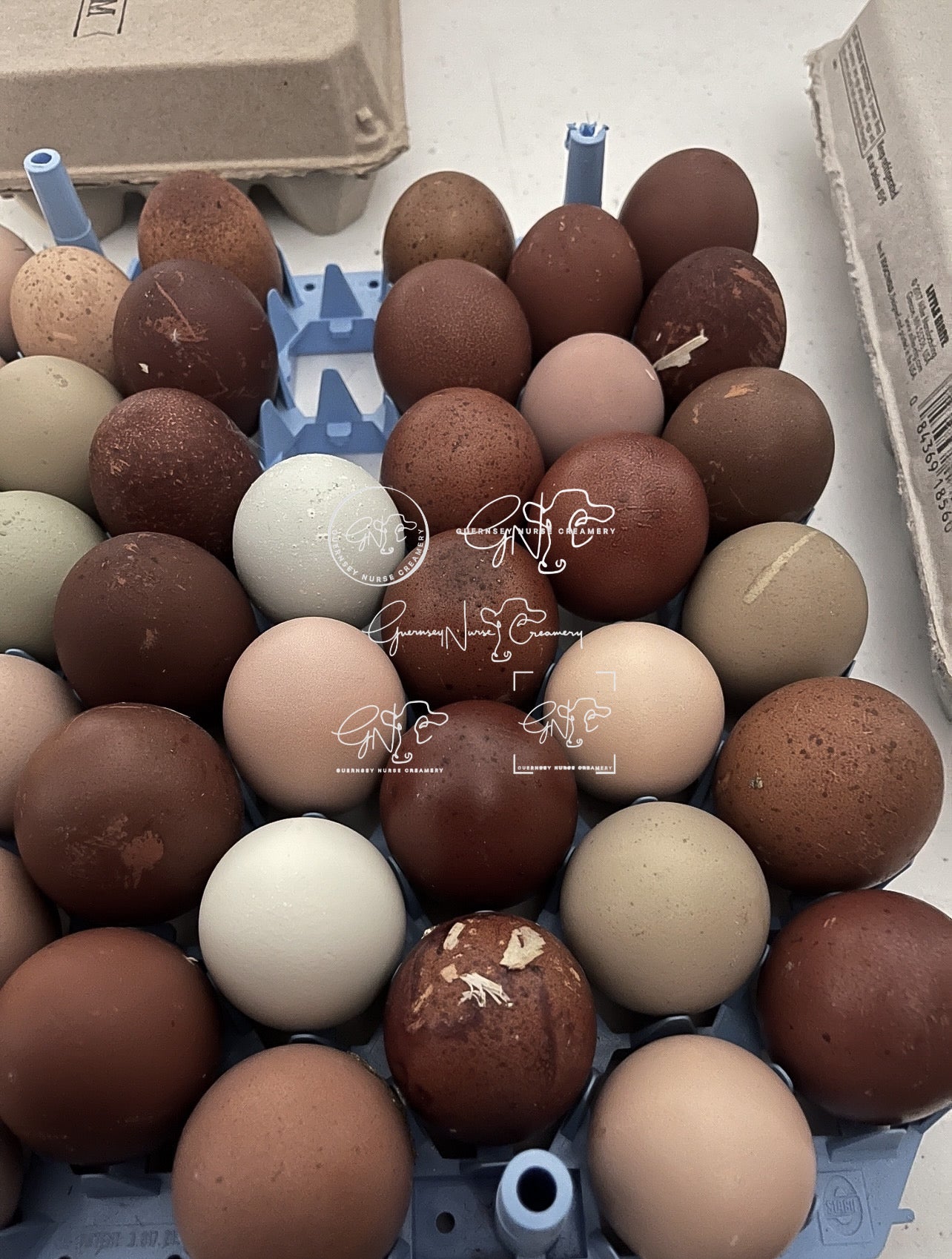 Multigenerational Olive Egger- Hatching Eggs