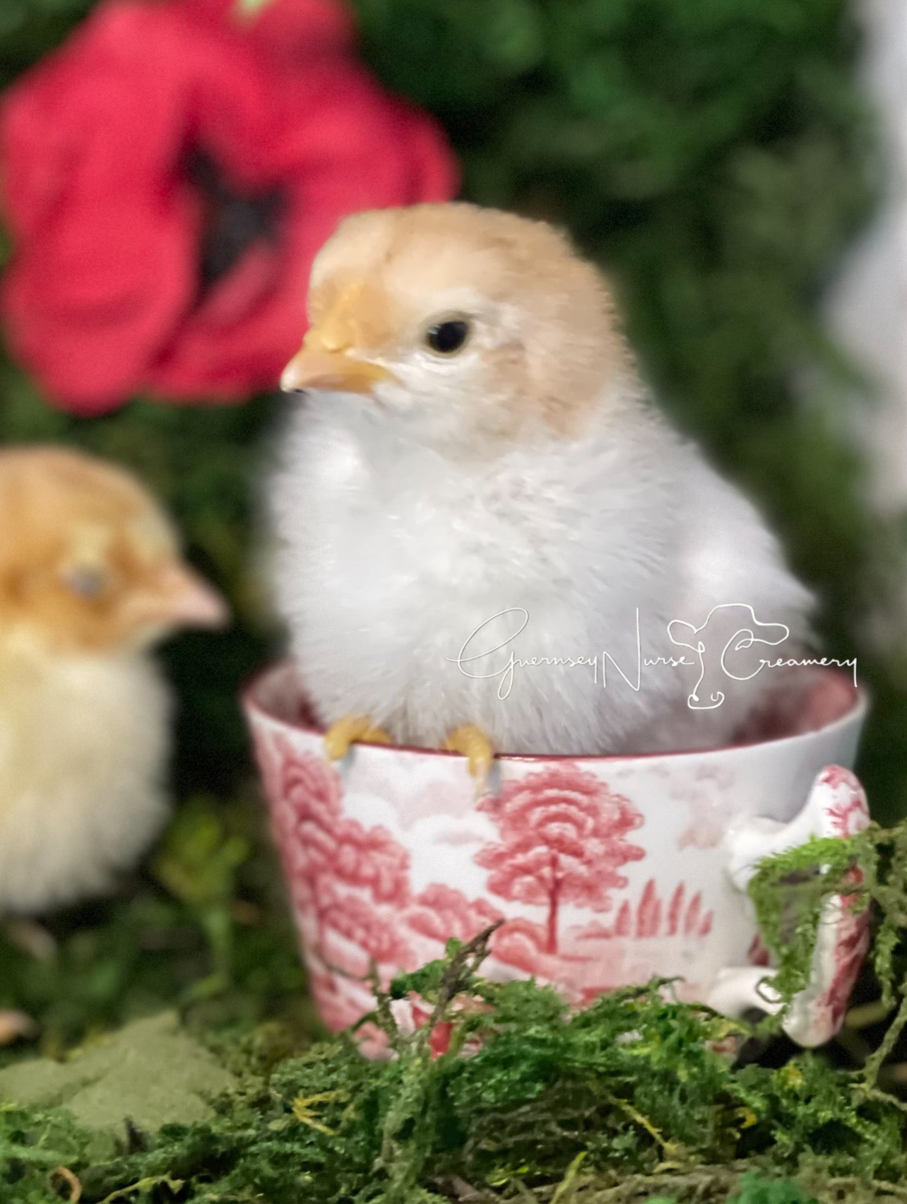 Red Mottled Pita Pinta Asturiana Hatching Eggs