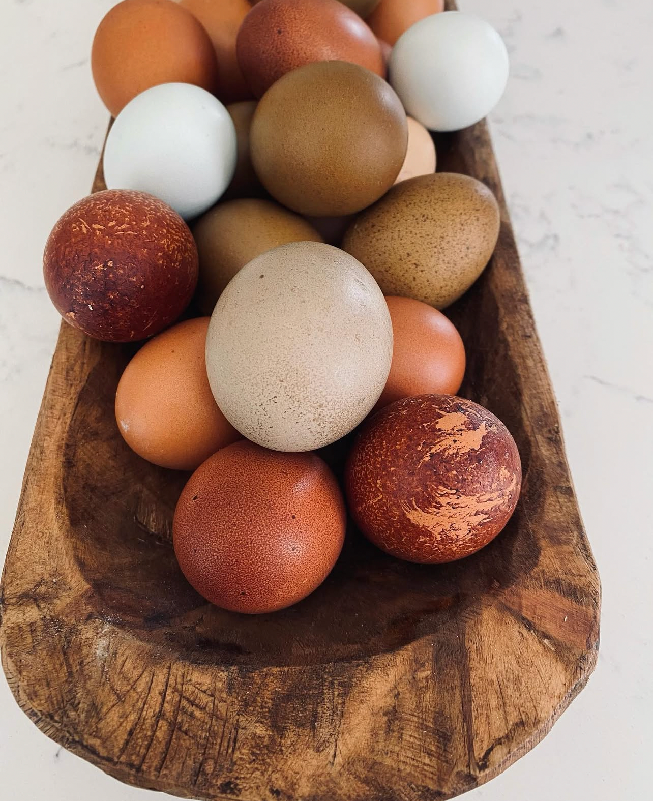 Multigenerational Olive Egger- Hatching Eggs