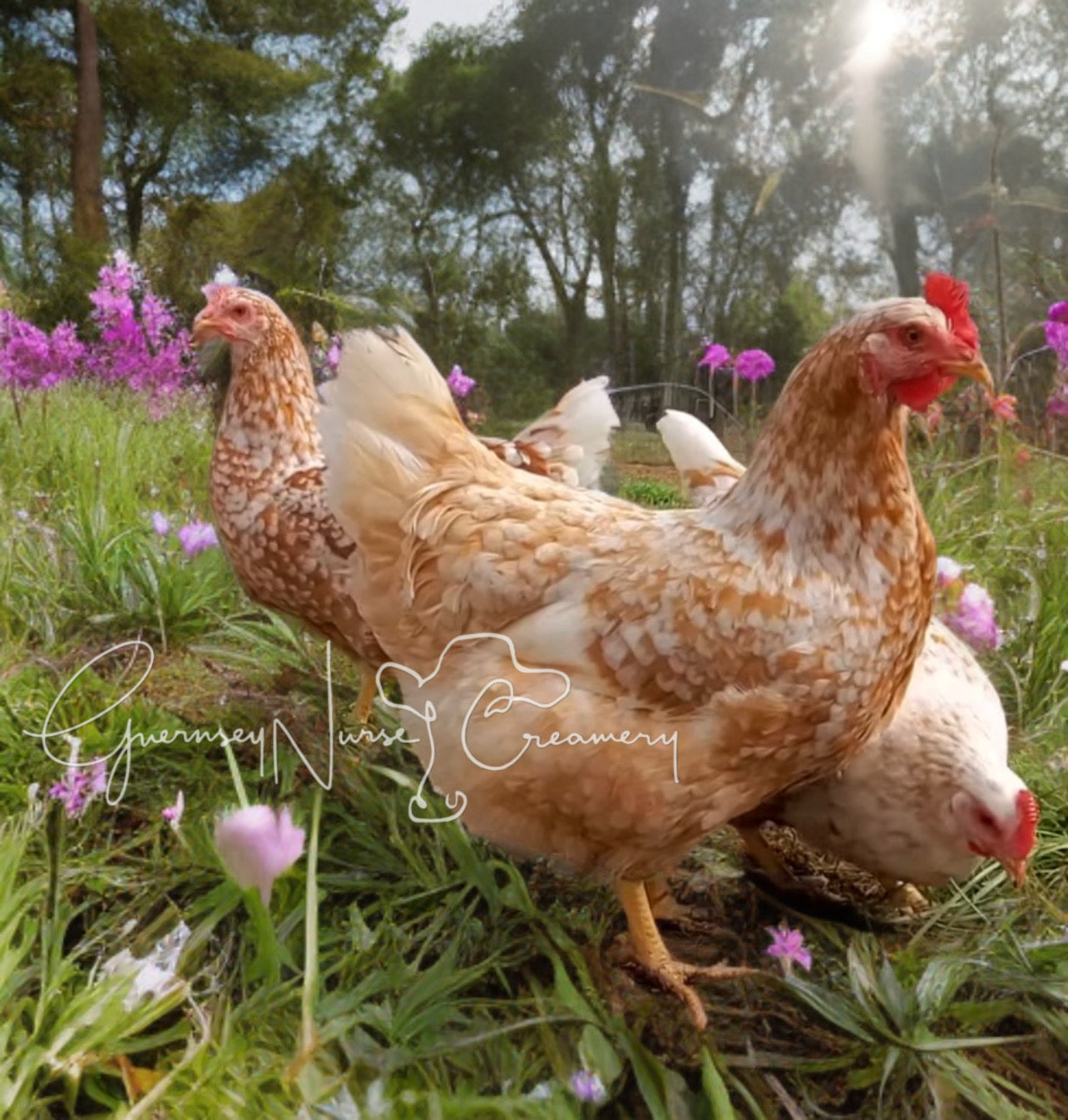 Red Mottled Pita Pinta Asturiana Hatching Eggs