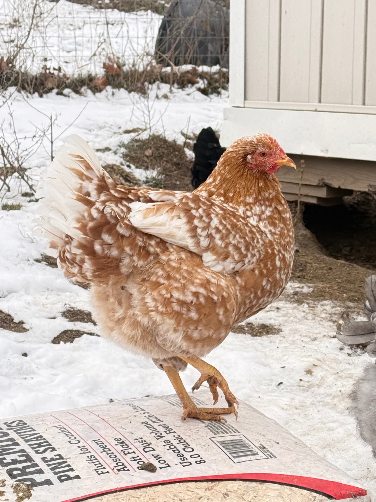Red Mottled Pita Pinta Asturiana Hatching Eggs