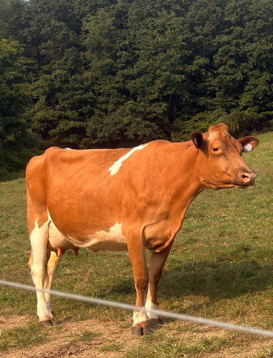 Frederica (Freddie) - Registered Guernsey Cow A2A2