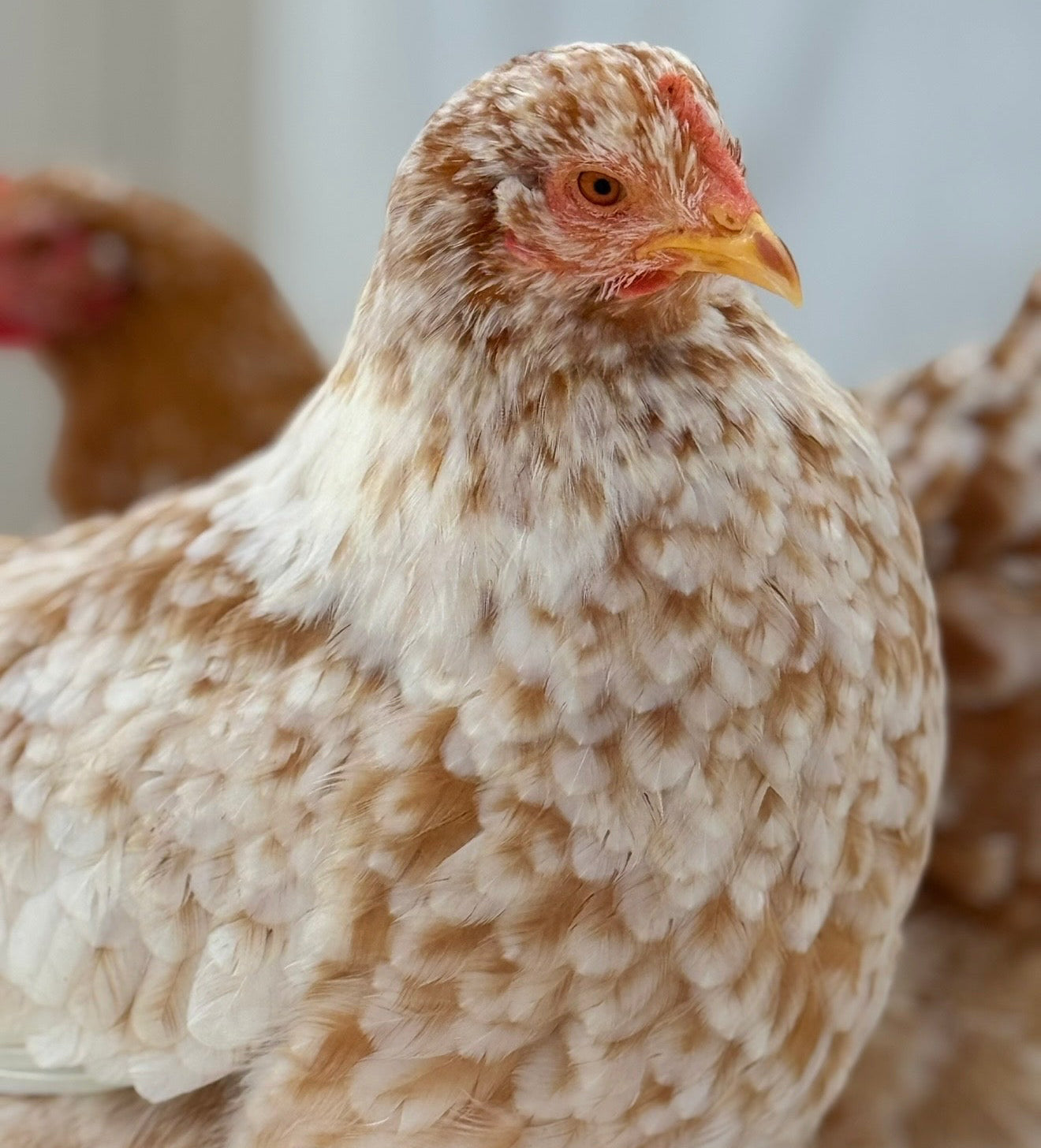Red Mottled Pita Pinta Asturiana Hatching Eggs