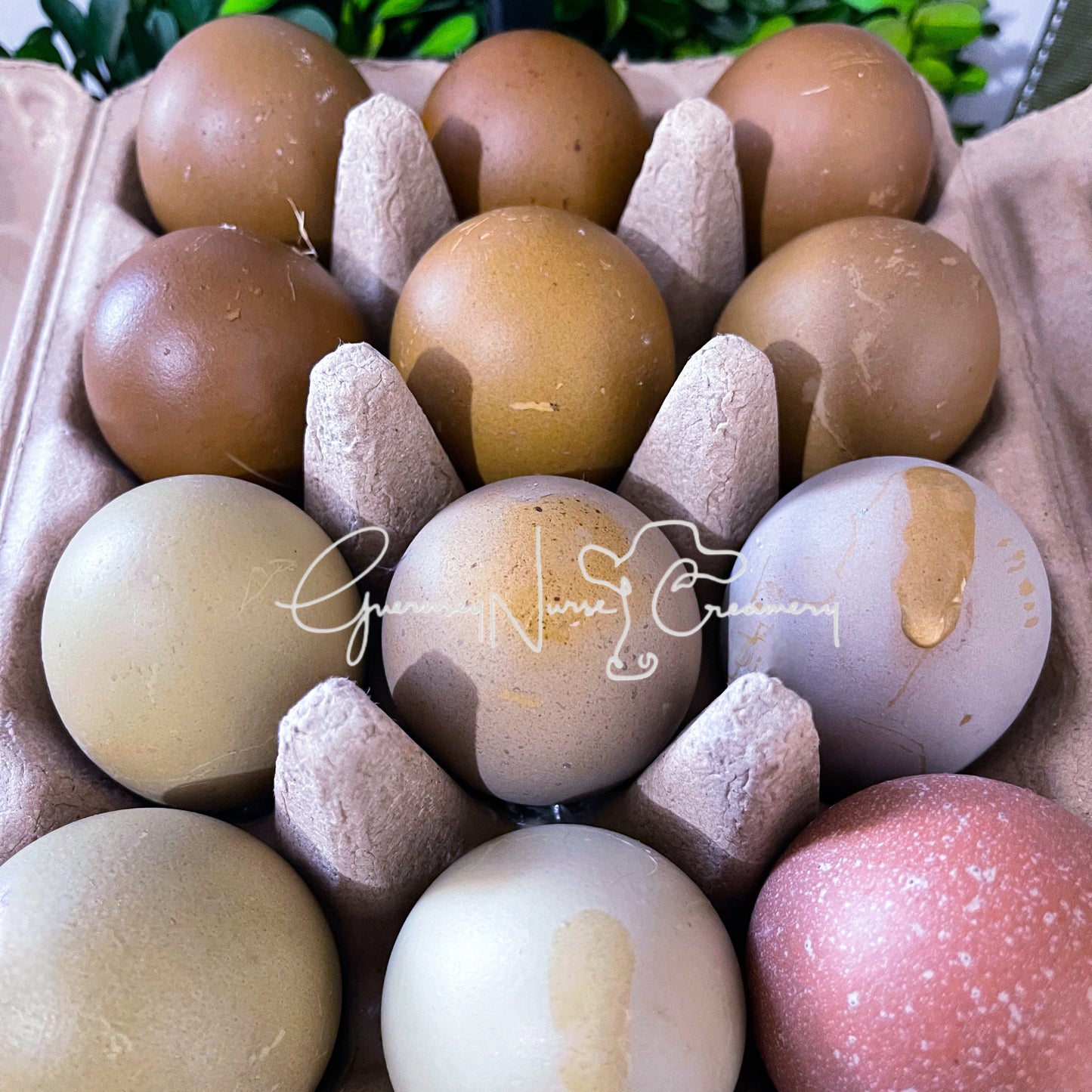 Multigenerational Olive Egger- Hatching Eggs