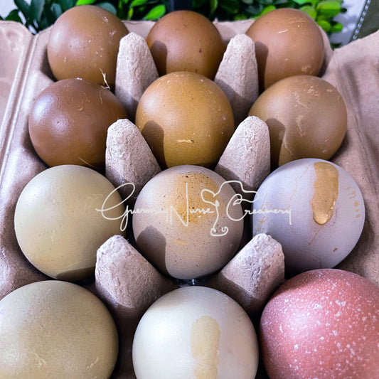 Multigenerational Olive Egger- Hatching Eggs