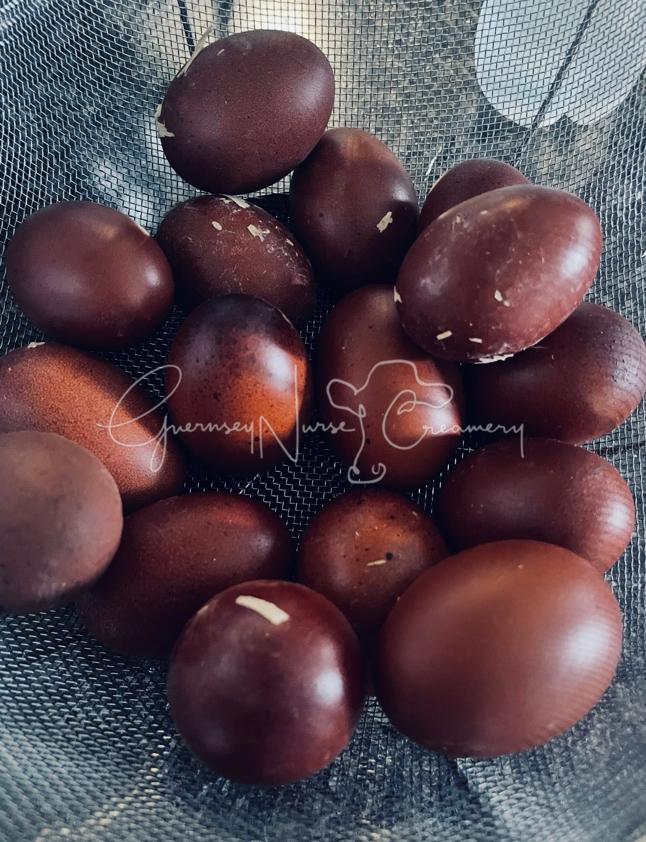 BLACK COPPER MARANS CHICKS