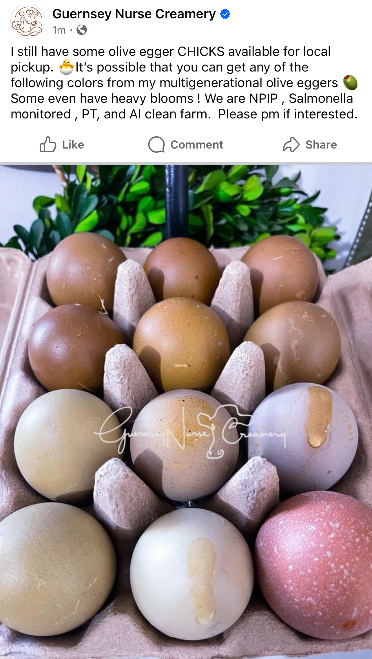 Multigenerational Olive Egger- Hatching Eggs