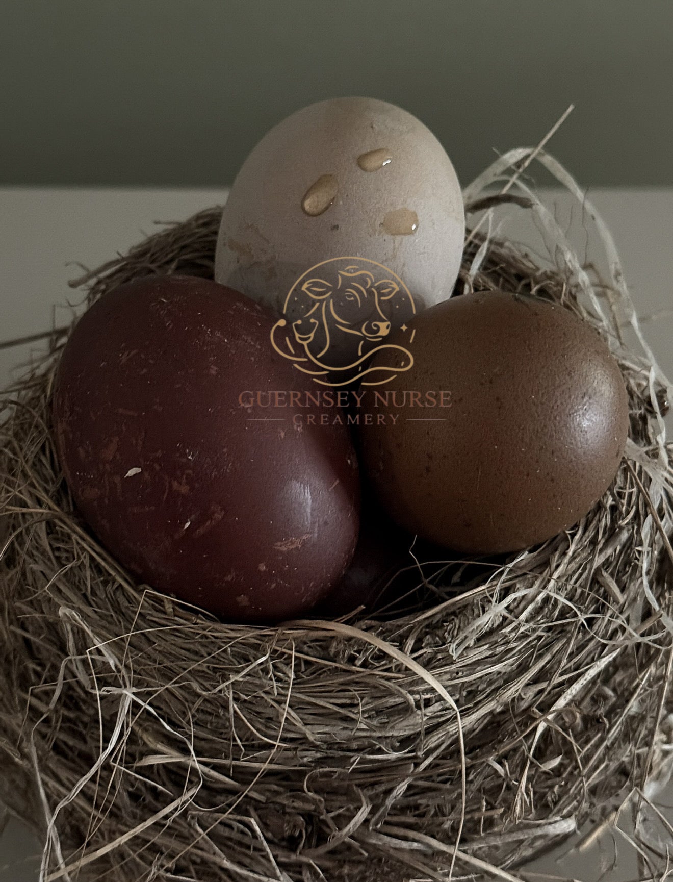 BLACK COPPER MARANS CHICKS