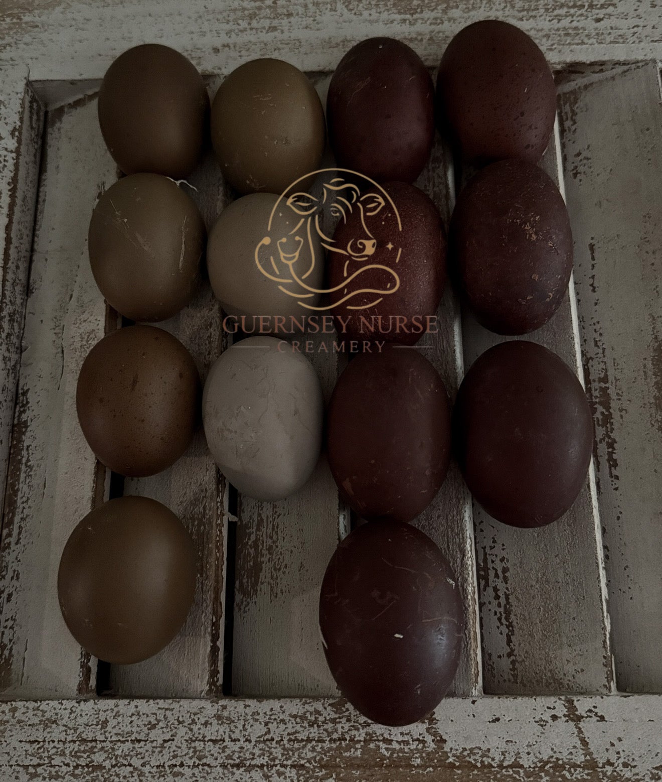 BLACK COPPER MARANS CHICKS