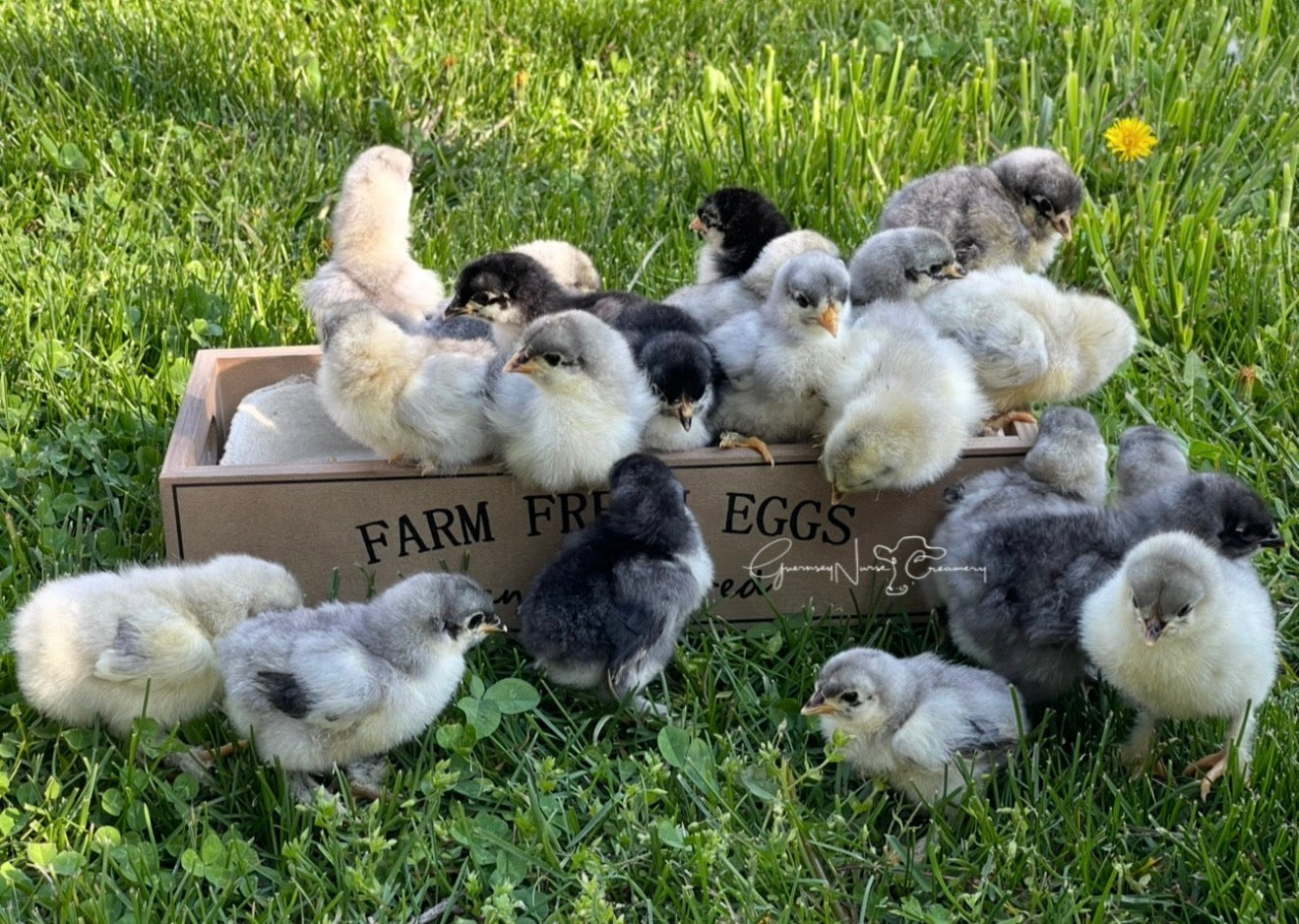 CROAD LANGSHAN HATCHING EGGS