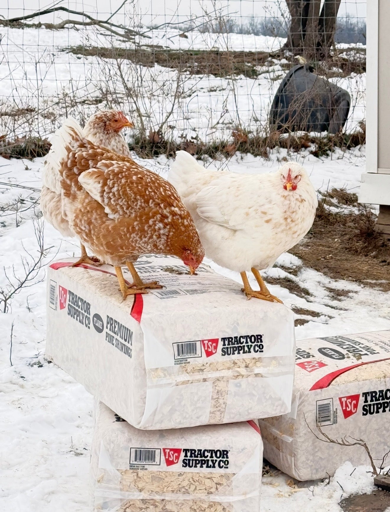 Red Mottled Pita Pinta Asturiana Hatching Eggs