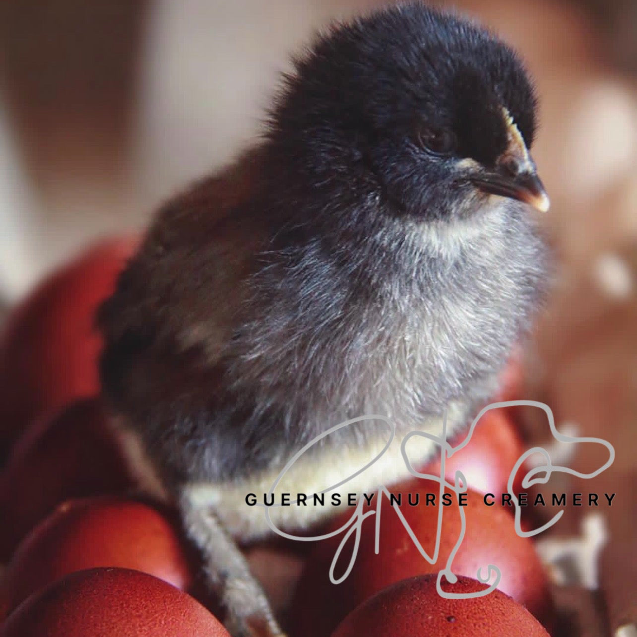 BLACK COPPER MARANS CHICKS