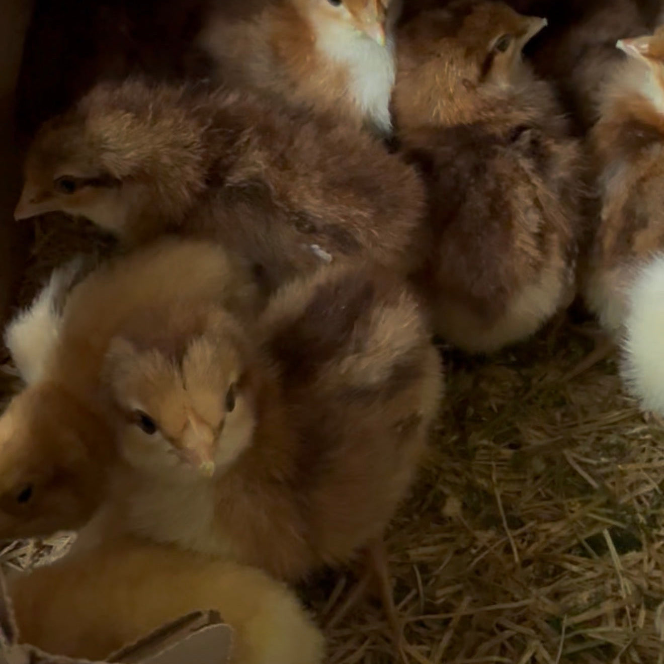 55 FLOWERY HEN HATCHING EGGS