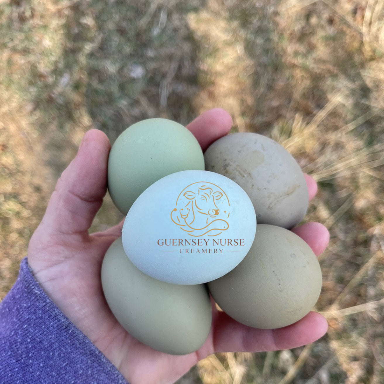 Multigenerational Olive Egger- Hatching Eggs