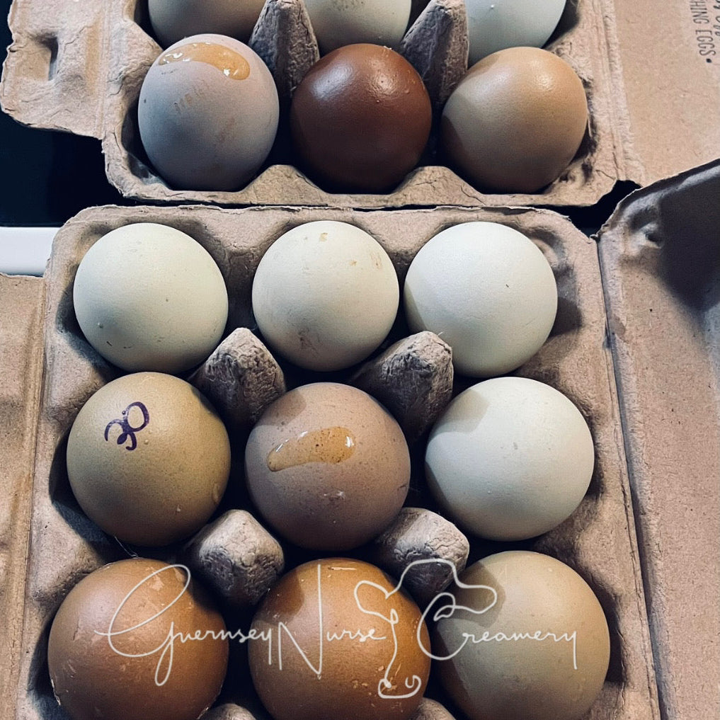 Multigenerational Olive Egger- Hatching Eggs