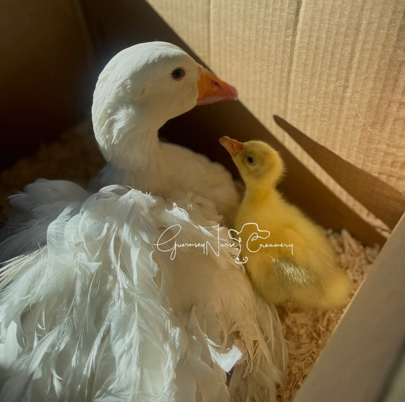 PREORDERS for SEBASTOPOL GOSLINGS ( Local Pickup Only)
