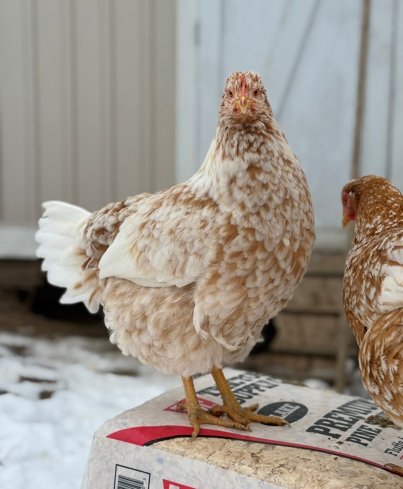 Red Mottled Pita Pinta Asturiana Hatching Eggs