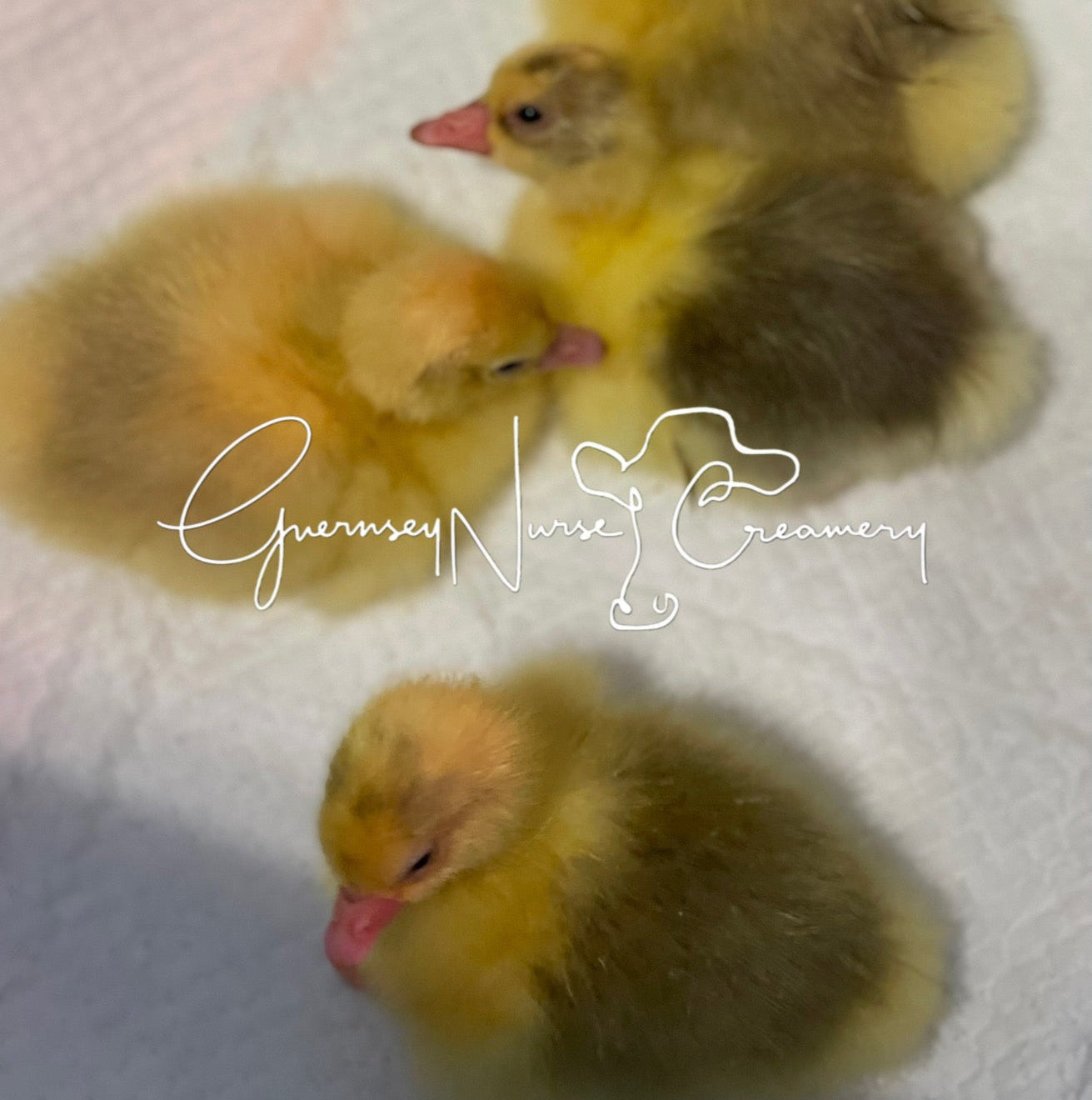 PREORDERS for SEBASTOPOL GOSLINGS ( Local Pickup Only)