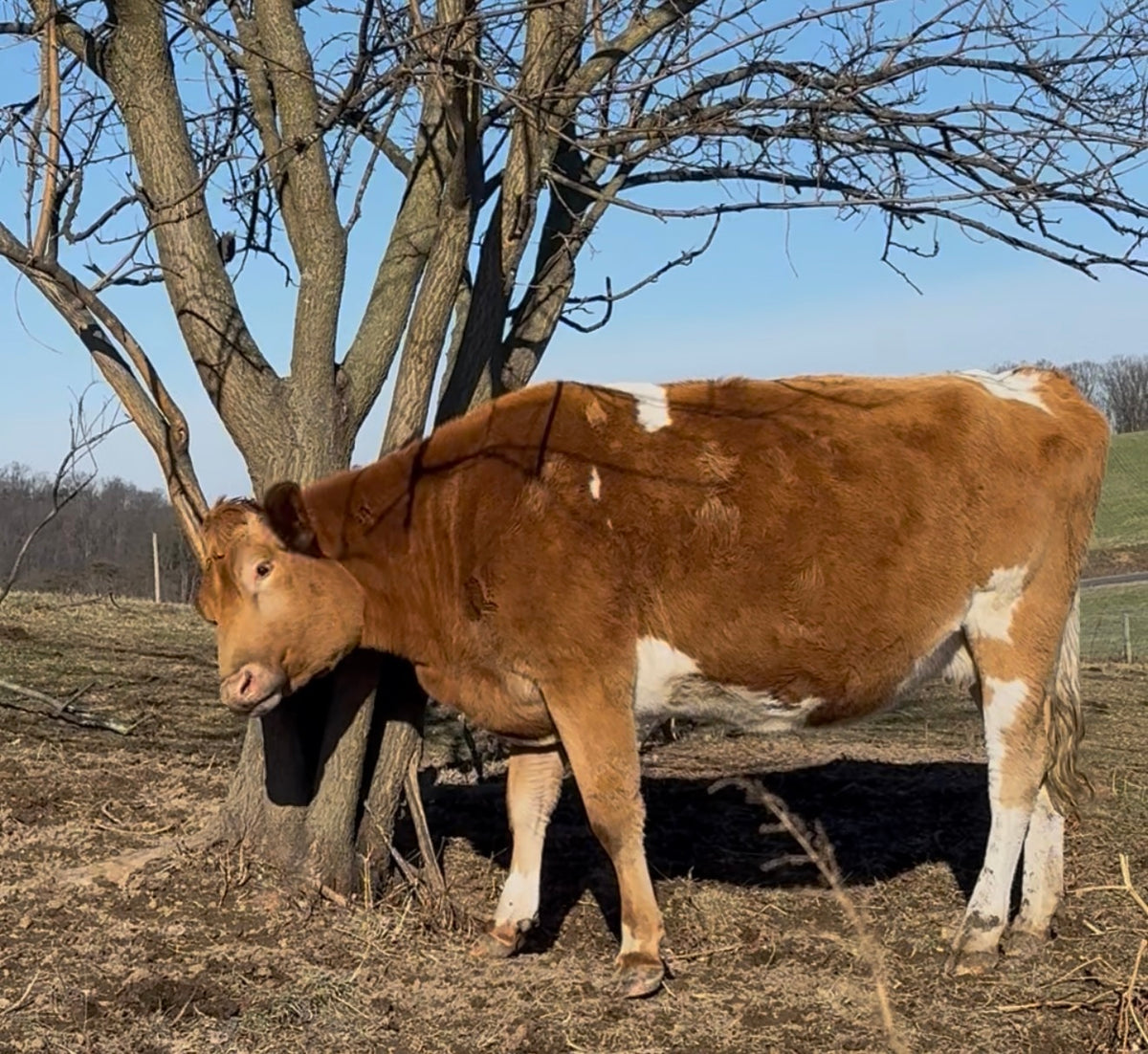 Frederica (Freddie) - Registered Guernsey Cow A2A2