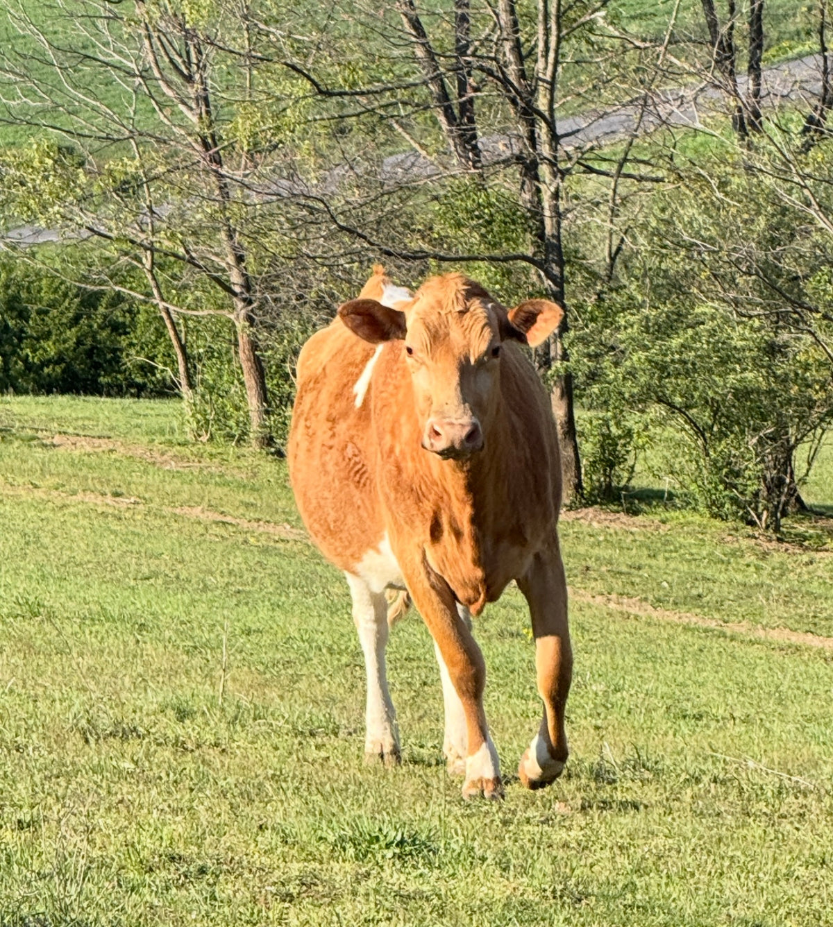 Frederica (Freddie) - Registered Guernsey Cow A2A2