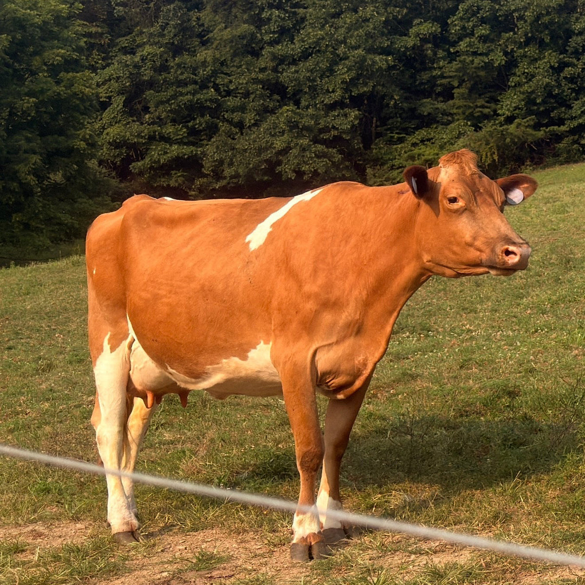 Frederica (Freddie) - Registered Guernsey Cow A2A2