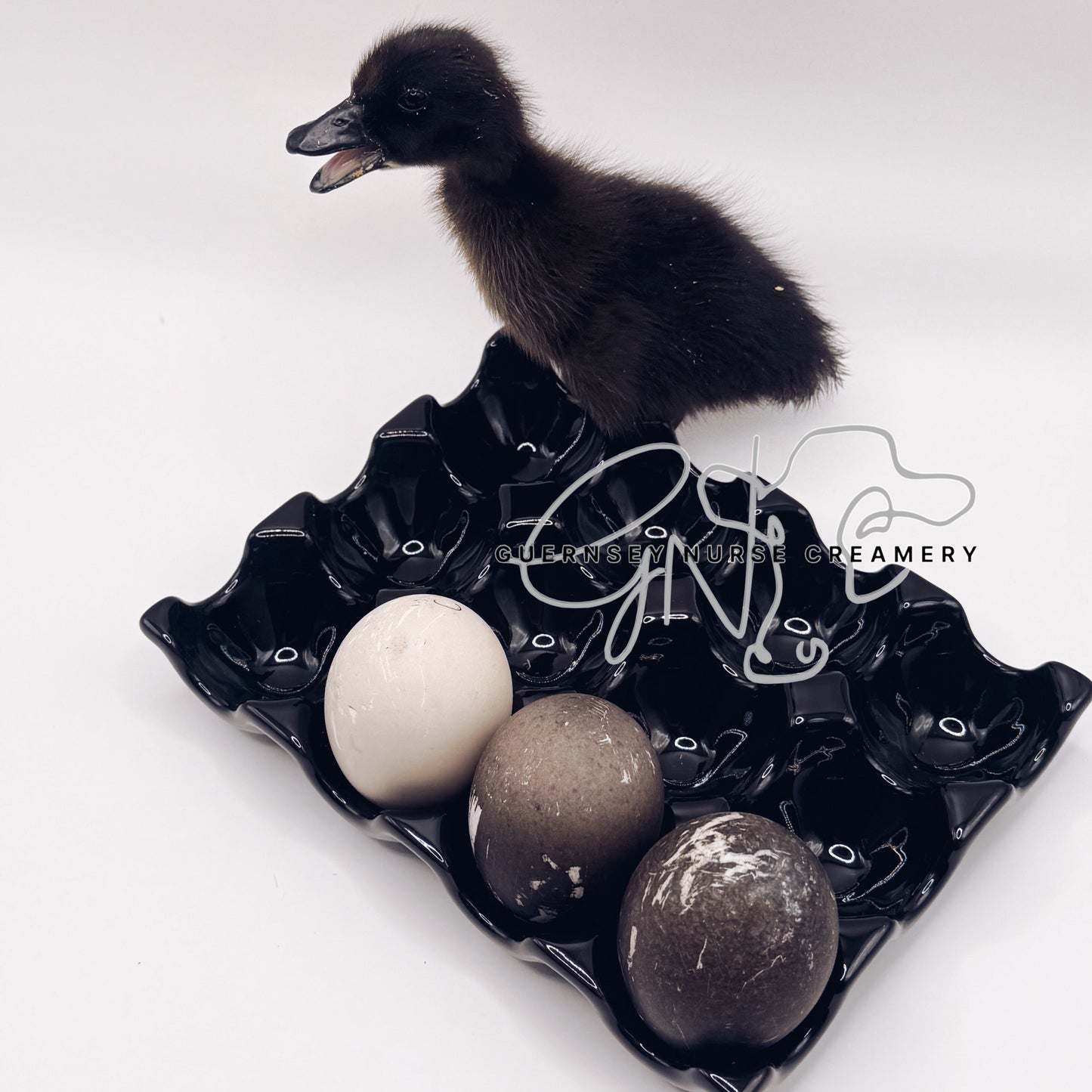 CAYUGA DUCK HATCHING EGGS