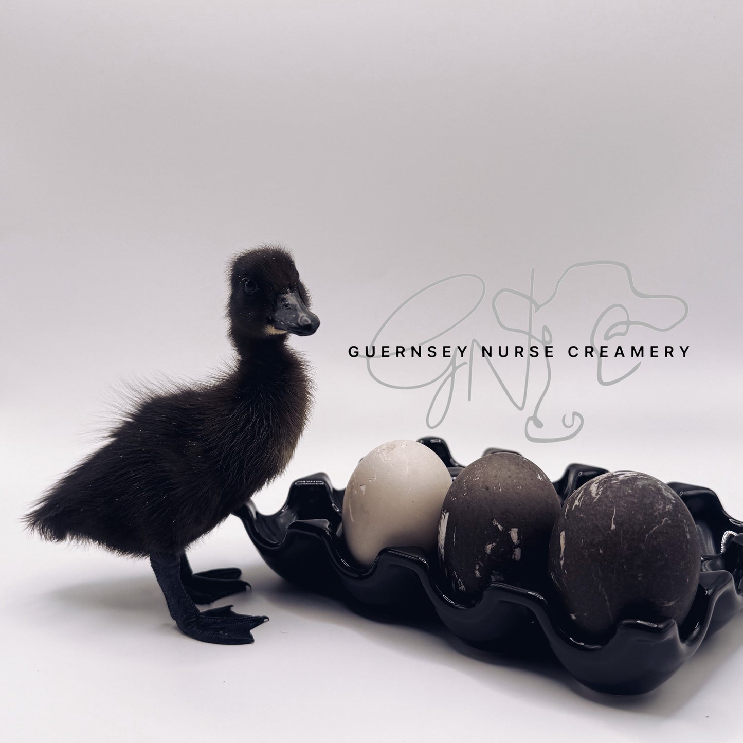 CAYUGA DUCK HATCHING EGGS