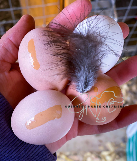 CROAD LANGSHAN HATCHING EGGS