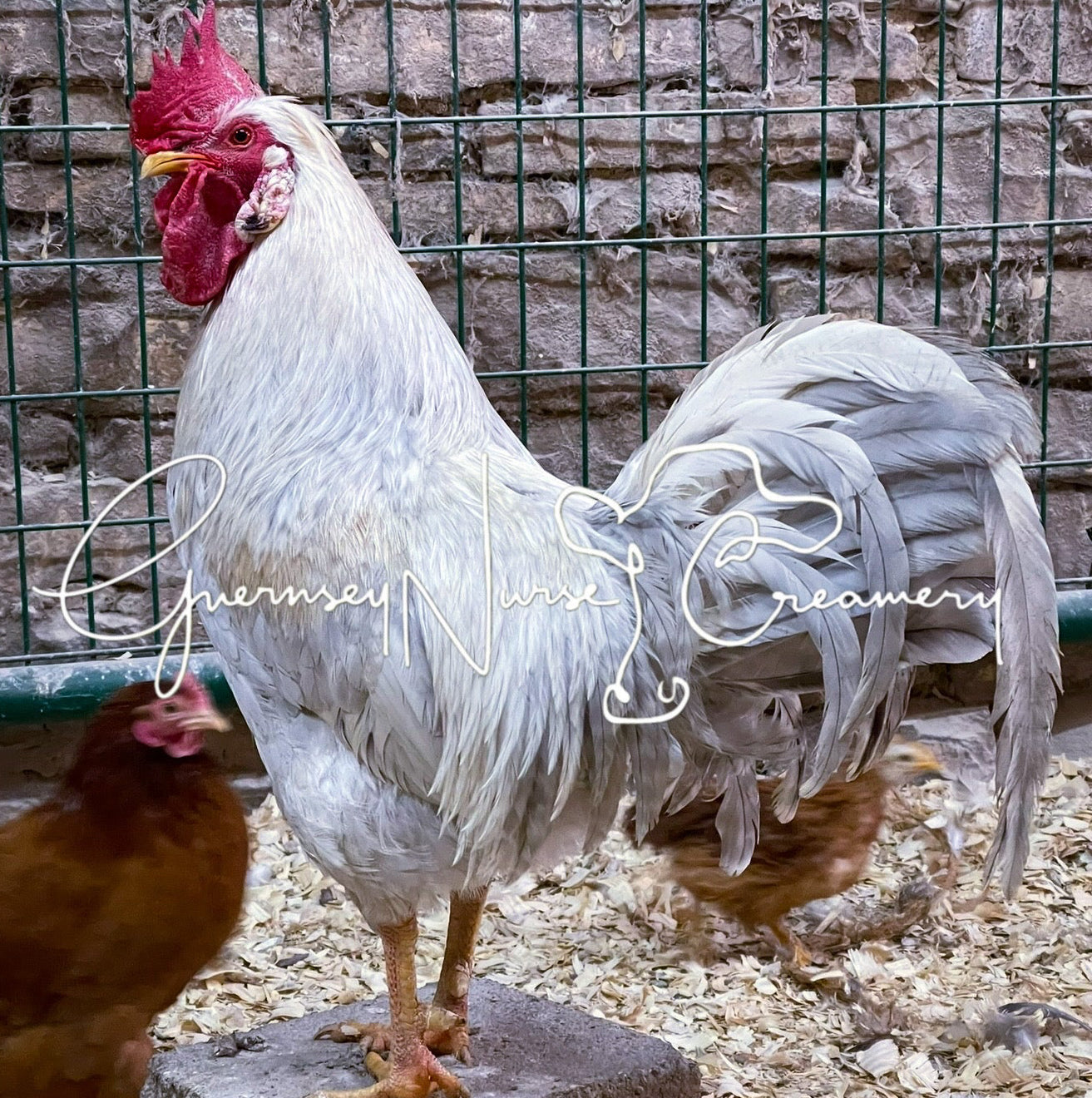OPAL/CREAM LEGBAR HATCHING EGGS