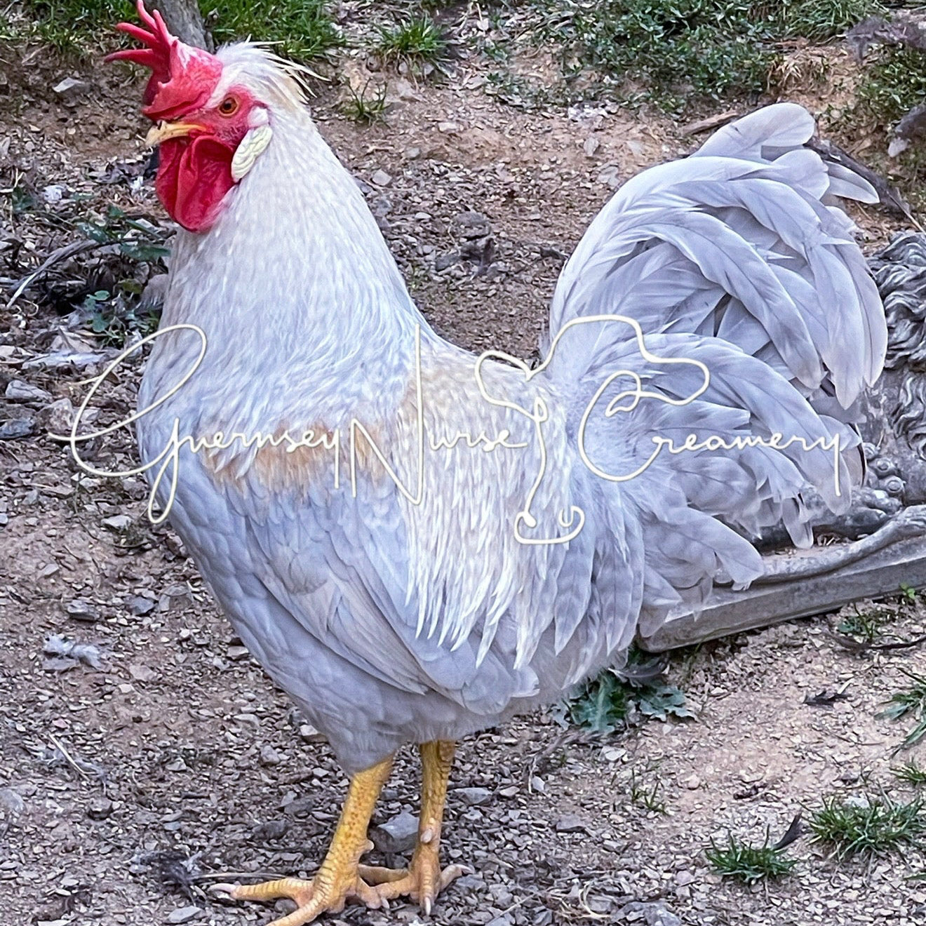 OPAL/CREAM LEGBAR HATCHING EGGS