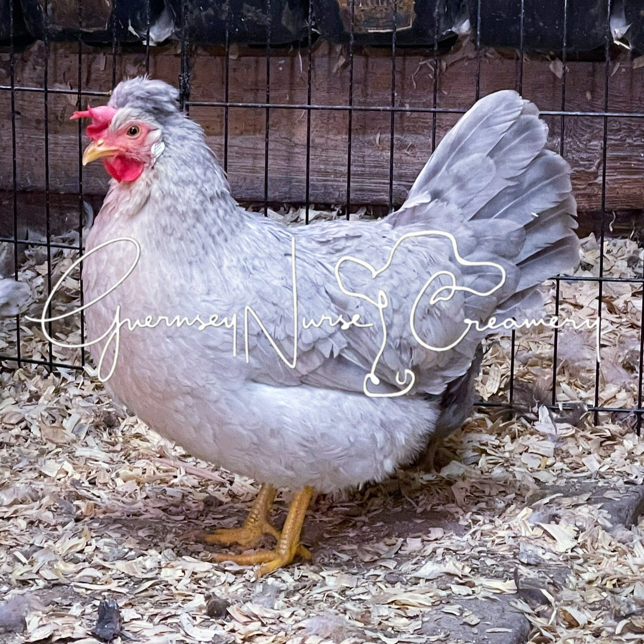 OPAL/CREAM LEGBAR HATCHING EGGS