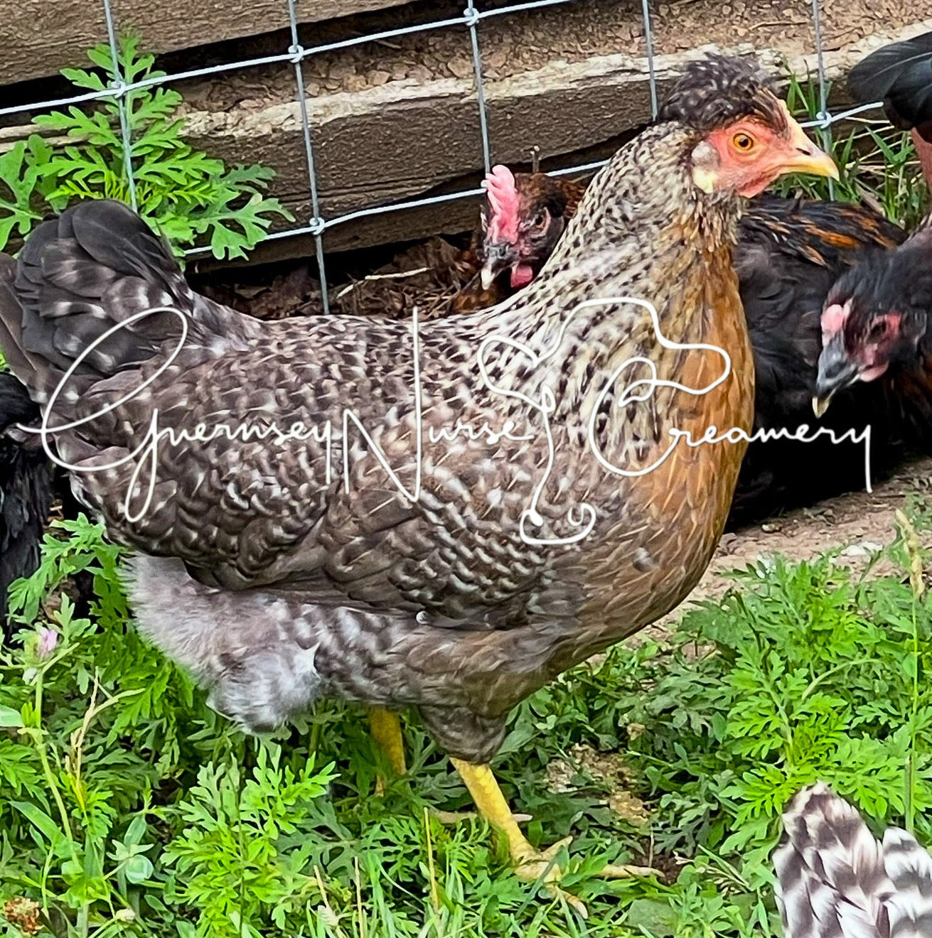 OPAL/CREAM LEGBAR HATCHING EGGS