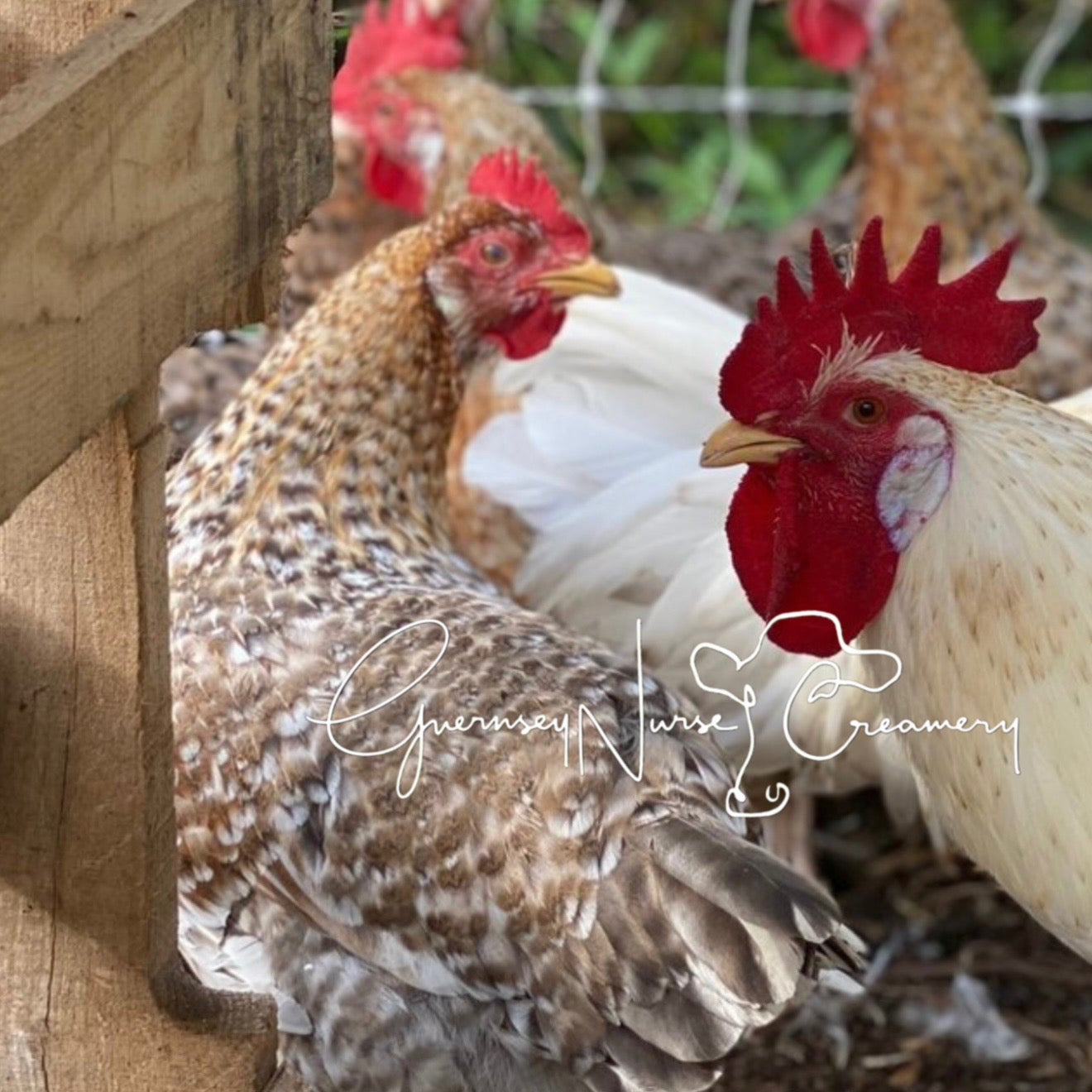 55 FLOWERY HEN HATCHING EGGS