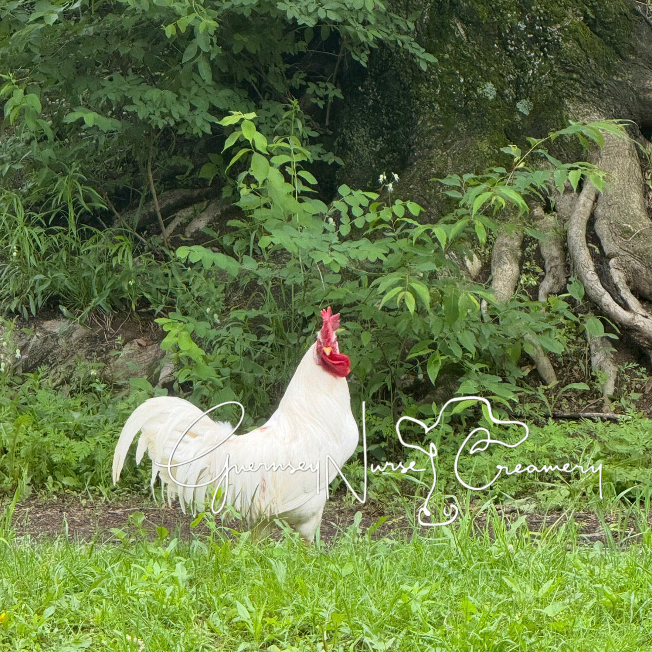 55 FLOWERY HEN HATCHING EGGS