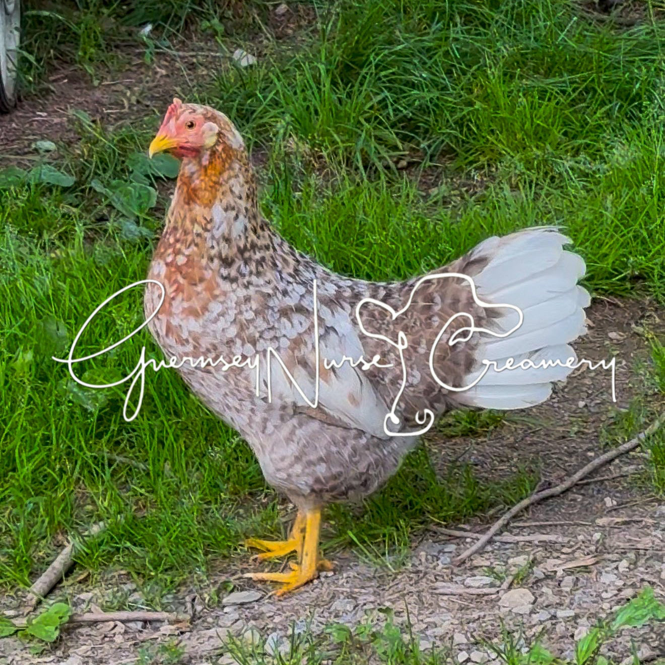 55 FLOWERY HEN HATCHING EGGS