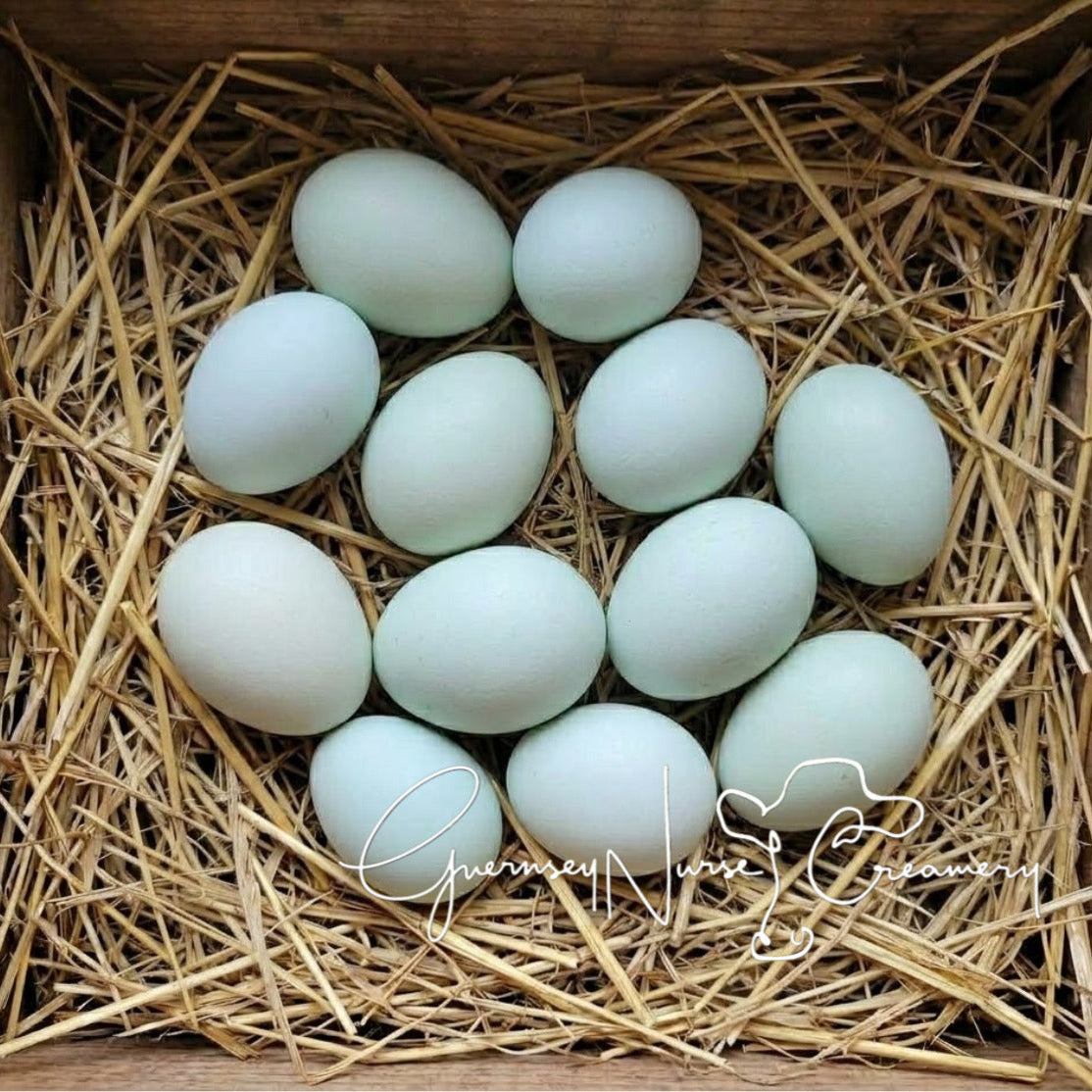 OPAL/CREAM LEGBAR HATCHING EGGS Preorder for Spring/Summer 2027
