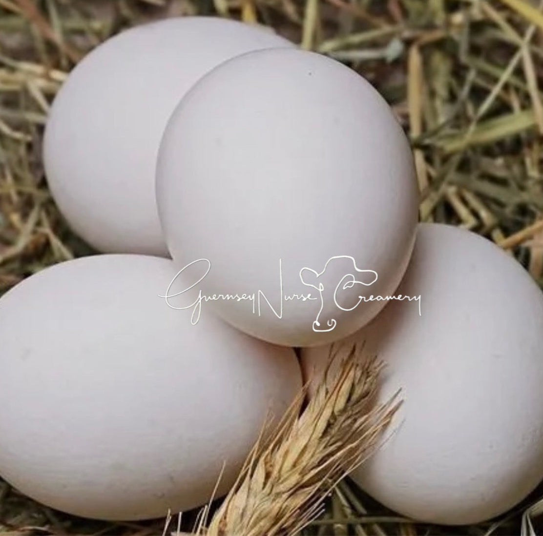 55 FLOWERY HEN HATCHING EGGS