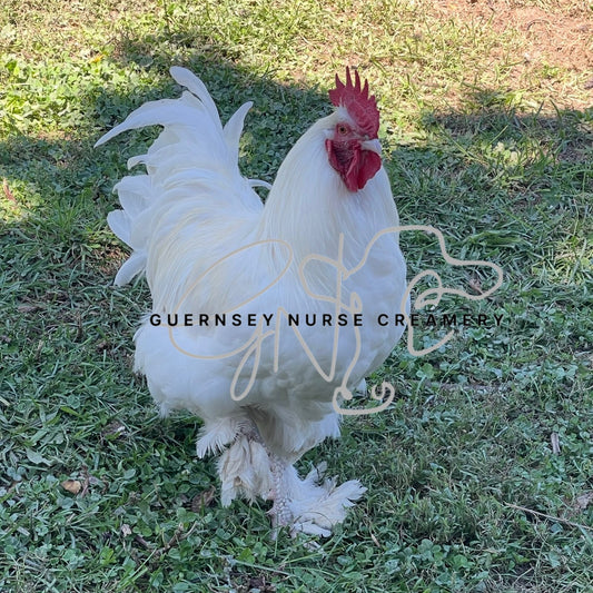 Coming Soon ! WHITE MARANS