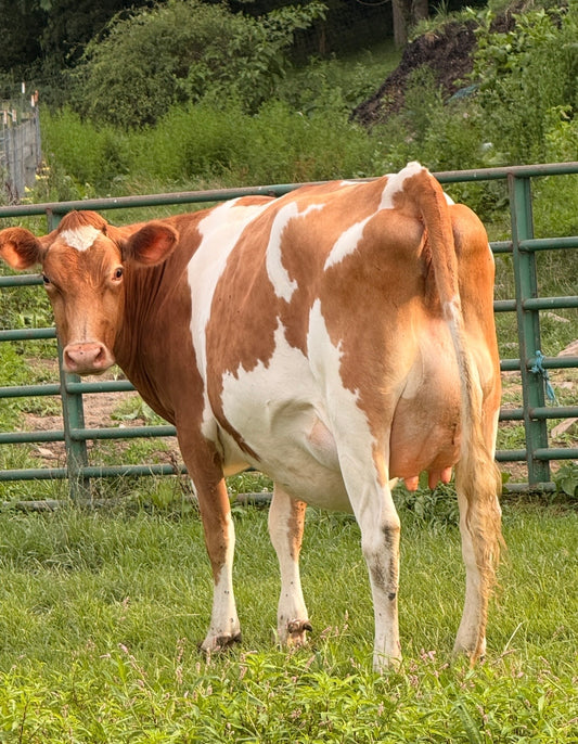 Flora - Registered Guernsey Heifer A2A2
